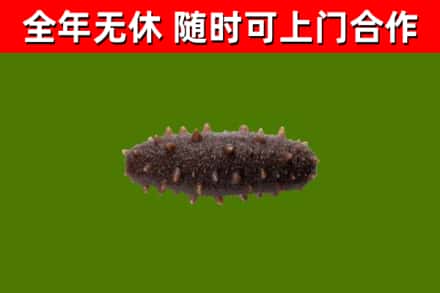 莱阳回收海参干